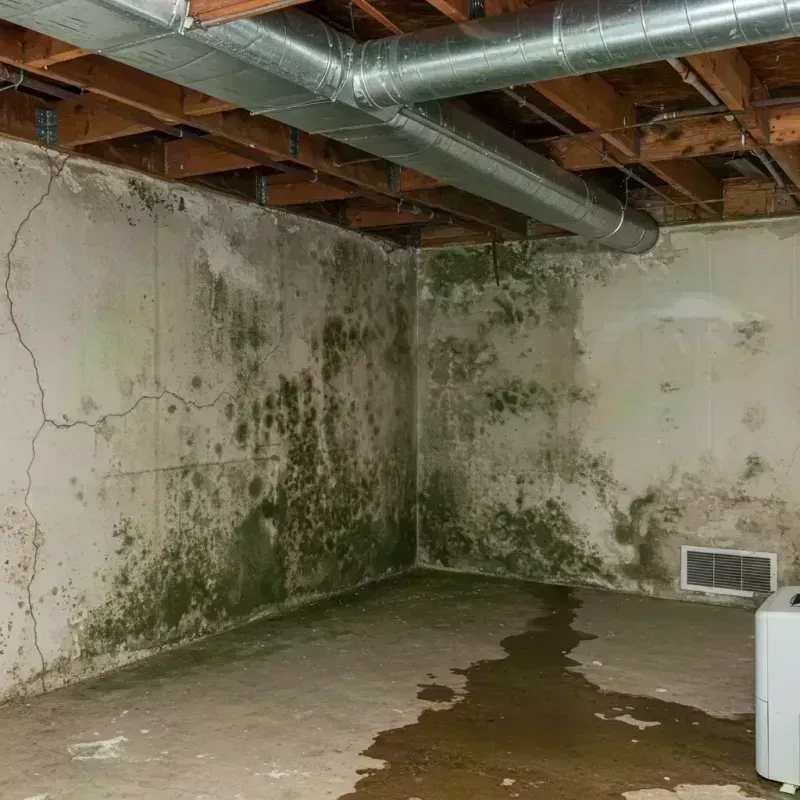 Professional Mold Removal in Hallsville, TX